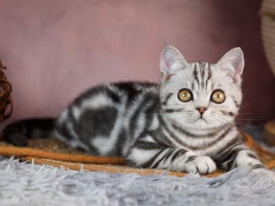 Cloud Scottish - Scottish Straight - Gallery Photo #1