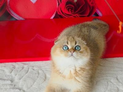 Mickey Scottish - Scottish Fold - Gallery Photo #1