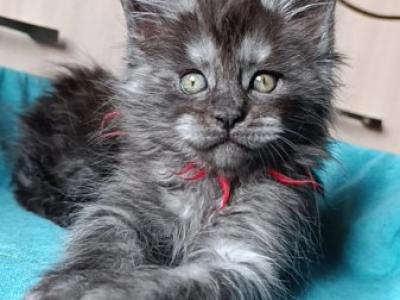 Maine Coon Alva Neo - Maine Coon - Gallery Photo #1