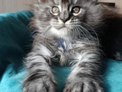 Maine Coon Alva Nilson - Maine Coon - Gallery Photo #1