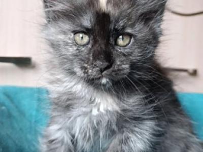 Maine Coon Alva Nicole - Maine Coon - Gallery Photo #1