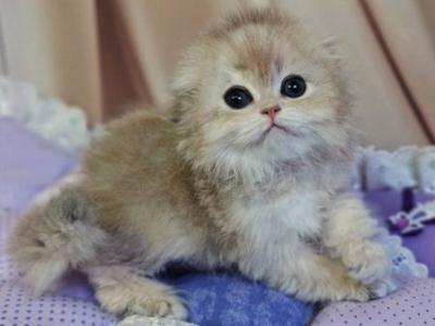 Flint Scottish - Scottish Fold - Gallery Photo #1