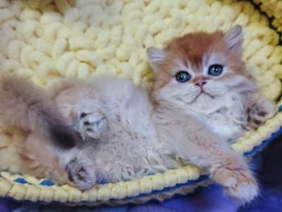 Flora Scottish - Scottish Straight - Gallery Photo #1