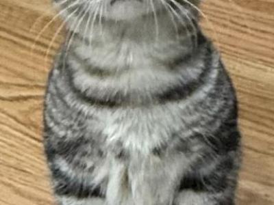 Kitten Munchkins - Munchkin - Gallery Photo #1
