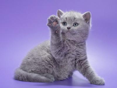 British A Kiwi - British Shorthair - Gallery Photo #1
