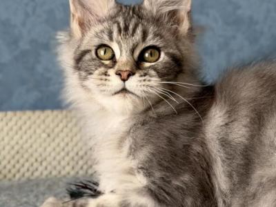 Maine Coon EZ Melani - Maine Coon - Gallery Photo #1