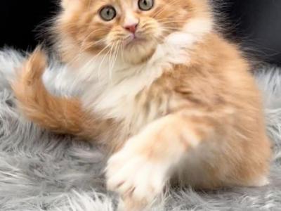 Maine Coon EZ King - Maine Coon - Gallery Photo #1