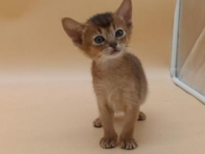 Abyssinian Alva Helena - Abyssinian - Gallery Photo #1