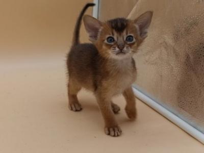Abyssinian Alva Hanna - Abyssinian - Gallery Photo #1