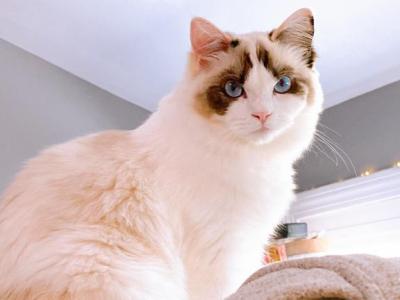 Snow Bell - Ragdoll - Gallery Photo #1