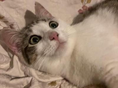 Blossom - Domestic - Gallery Photo #1