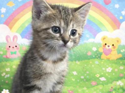 3Babies - American Shorthair - Gallery Photo #1