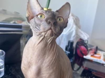 2 Grey Males Available - Sphynx - Gallery Photo #1