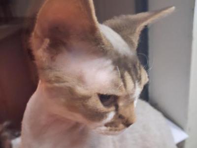 Bad Boy - Devon Rex - Gallery Photo #1