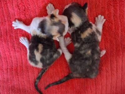Ursula's Babes - Devon Rex - Gallery Photo #1