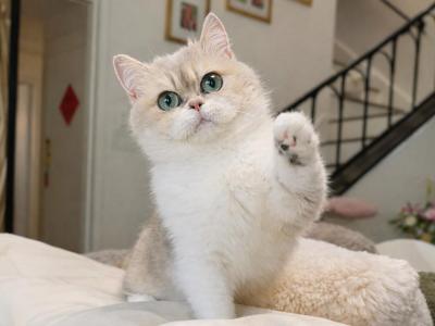 Jellie - Munchkin - Gallery Photo #1