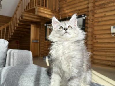 Ivory - Maine Coon - Gallery Photo #1