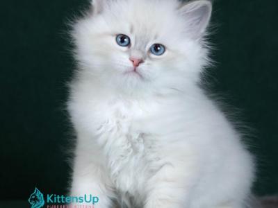 Cezario - Siberian - Gallery Photo #1