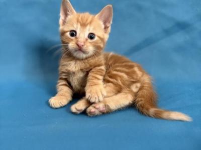 Orange Munchkin Kitty - Munchkin - Gallery Photo #1