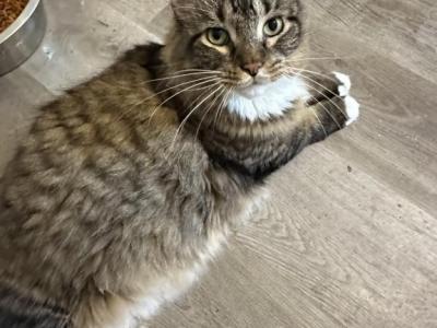 Meko - Maine Coon - Gallery Photo #1