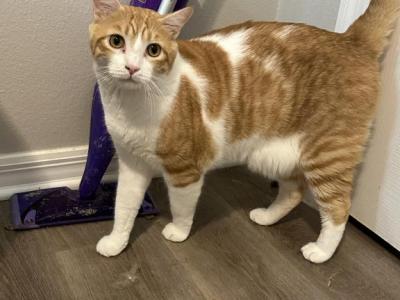 Sherbet - Domestic - Gallery Photo #1