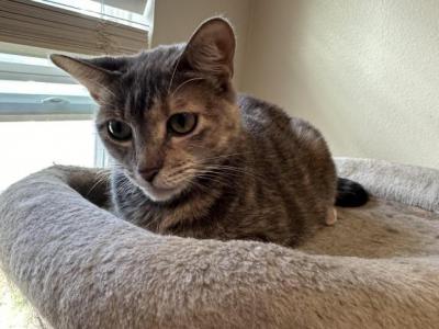 Emma - Domestic - Gallery Photo #1