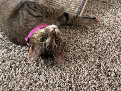 Fluffy - Domestic - Gallery Photo #1