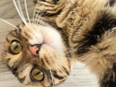 Sienna - Bengal - Gallery Photo #1