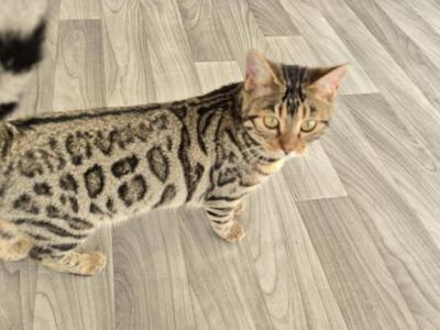 Delilah - Bengal - Gallery Photo #1