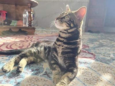 Cupid - Bengal - Gallery Photo #1