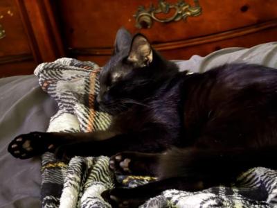 Zeus - Domestic - Gallery Photo #1