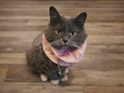 Whisper - Domestic - Gallery Photo #1