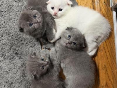 Scotttish Fold Litter - Scottish Fold - Gallery Photo #1