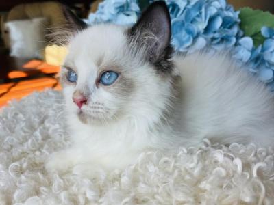 Tulip Bi Color - Ragdoll - Gallery Photo #1