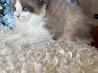 Bi Color Male - Ragdoll - Gallery Photo #1