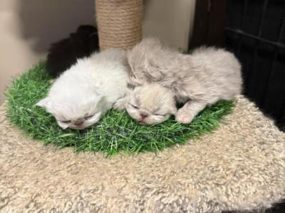 Coco Babies - Himalayan - Gallery Photo #1