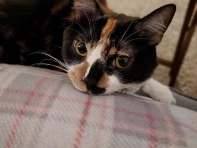 Nyx - Domestic - Gallery Photo #1