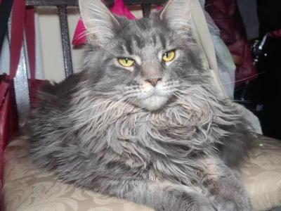 Jade - Maine Coon - Gallery Photo #1