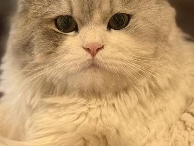 Bunny - Persian - Gallery Photo #1