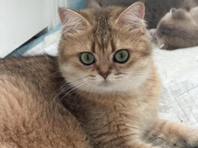 Sonya - British Shorthair - Gallery Photo #1
