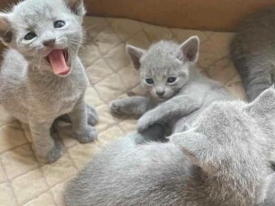 Russian Blue Kittens New Litter 3 - Russian Blue - Gallery Photo #1