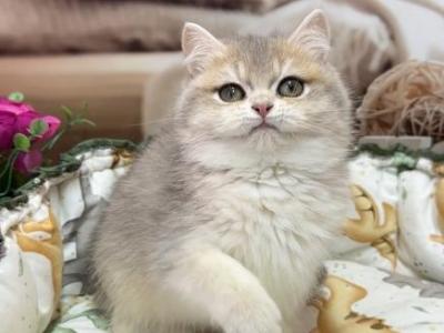 Friendly Girl - British Shorthair - Gallery Photo #1