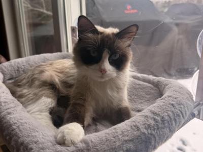Fluff - Snowshoe - Gallery Photo #1