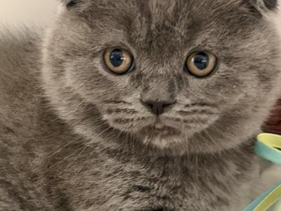Cathreen - Scottish Fold - Gallery Photo #1