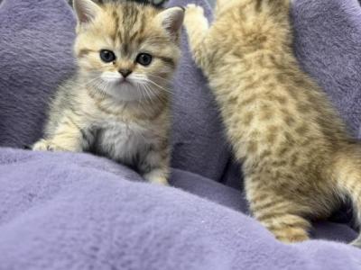 Lily Nina Bamby - Scottish Straight - Gallery Photo #1