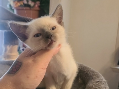 Siamese Kittens - Siamese - Gallery Photo #1