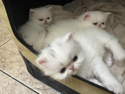 Karmas Beautiful Persian Babies - Persian - Gallery Photo #1