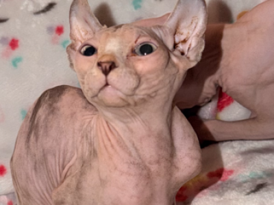 Elf Girl - Sphynx - Gallery Photo #1