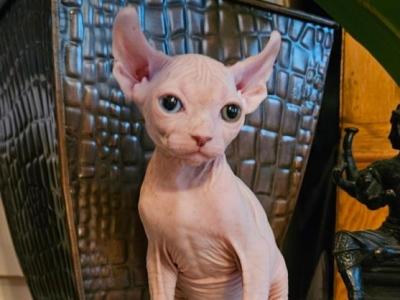 Odd Eyed Boy Elf Sphynx - Sphynx - Gallery Photo #1