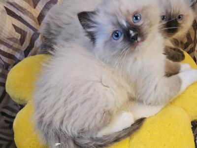 Ozzy - Ragdoll - Gallery Photo #1